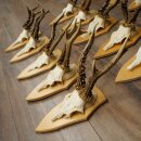 15 Roe Deer Antlers—Larger Roe Bucks—Roe Buck Antler Set on Trophy Plaques 21,495