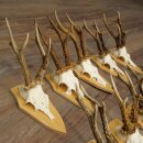 15 Roe Deer Antlers—Larger Roe Bucks—Roe Buck Antler Set on Trophy Plaques 21,495