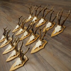 15 Roe Deer Antlers—Larger Roe Bucks—Roe Buck Antler Set on Trophy Plaques 21,495
