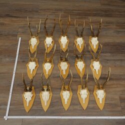 15 Roe Deer Antlers—Larger Roe Bucks—Roe Buck Antler Set on Trophy Plaques 21,495