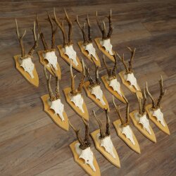 15 Roe Deer Antlers—Larger Roe Bucks—Roe Buck Antler Set on Trophy Plaques 21,495
