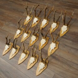 15 Roe Deer Antlers—Larger Roe Bucks—Roe Buck Antler Set on Trophy Plaques 21,495