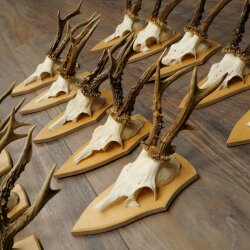 15 Roe Deer Antlers—Larger Roe Bucks—Roe Buck Antler Set on Trophy Plaques 21,495