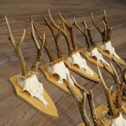 15 Roe Deer Antlers—Larger Roe Bucks—Roe Buck Antler Set on Trophy Plaques 21,495