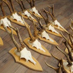 15 Roe Deer Antlers—Larger Roe Bucks—Roe Buck Antler Set on Trophy Plaques 21,495