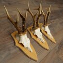 3-Piece Roe Deer Antler Set (Male Roe Deer) on Trophy Plaques 21,497