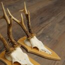 3-Piece Roe Deer Antler Set (Male Roe Deer) on Trophy Plaques 21,497