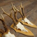 3-Piece Roe Deer Antler Set (Male Roe Deer) on Trophy Plaques 21,497
