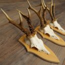 3-Piece Roe Deer Antler Set (Male Roe Deer) on Trophy Plaques 21,497