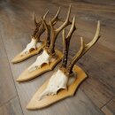 3-Piece Roe Deer Antler Set (Male Roe Deer) on Trophy Plaques 21,497