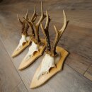 3-Piece Roe Deer Antler Set (Male Roe Deer) on Trophy Plaques 21,497