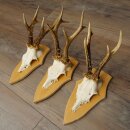 3-Piece Roe Deer Antler Set (Male Roe Deer) on Trophy Plaques 21,497