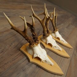 3-Piece Roe Deer Antler Set (Male Roe Deer) on Trophy Plaques 21,497