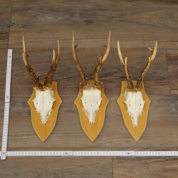 3-Piece Roe Deer Antler Set (Male Roe Deer) on Trophy Plaques 21,497