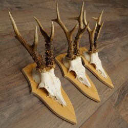 3-Piece Roe Deer Antler Set (Male Roe Deer) on Trophy Plaques 21,497