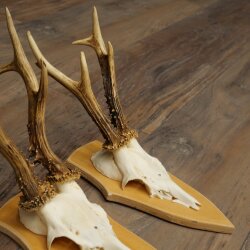 3-Piece Roe Deer Antler Set (Male Roe Deer) on Trophy Plaques 21,497