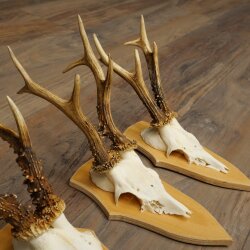 3-Piece Roe Deer Antler Set (Male Roe Deer) on Trophy Plaques 21,497