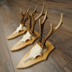 3-Piece Roe Deer Antler Set (Male Roe Deer) on Trophy Plaques 21,497