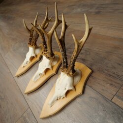 3-Piece Roe Deer Antler Set (Male Roe Deer) on Trophy Plaques 21,497