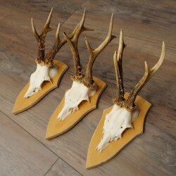 3-Piece Roe Deer Antler Set (Male Roe Deer) on Trophy Plaques 21,497