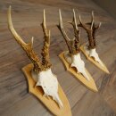 3 paires de bois de chevreuil, ensemble de bois de...