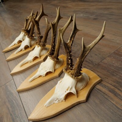 5 paires de bois de chevreuil, ensemble de bois de chevreuil mâle sur socles de trophées 21 499