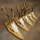 5 paires de bois de chevreuil, ensemble de bois de chevreuil mâle sur socles de trophées 21 499