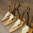 5 paires de bois de chevreuil, ensemble de bois de chevreuil mâle sur socles de trophées 21 499