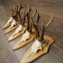 5 paires de bois de chevreuil, ensemble de bois de chevreuil mâle sur socles de trophées 21 499