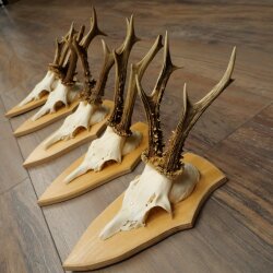 5 paires de bois de chevreuil, ensemble de bois de chevreuil mâle sur socles de trophées 21 499
