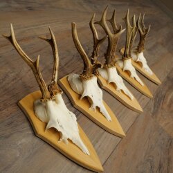 5 paires de bois de chevreuil, ensemble de bois de chevreuil mâle sur socles de trophées 21 499