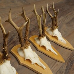5 paires de bois de chevreuil, ensemble de bois de chevreuil mâle sur socles de trophées 21 499
