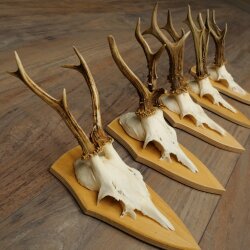 5 paires de bois de chevreuil, ensemble de bois de chevreuil mâle sur socles de trophées 21 499