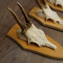 Rehgeweihe 3 Stück Rehböcke Reh Bock Geweihe Set auf Trophäenschilder 21.500