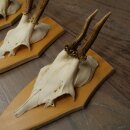 Rehgeweihe 3 Stück Rehböcke Reh Bock Geweihe Set auf Trophäenschilder 21.500
