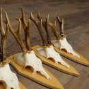 Rehgeweihe 5 Stück Rehböcke Reh Bock Geweihe Set auf Trophäenschilder 21.502