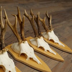 Rehgeweihe 5 Stück Rehböcke Reh Bock Geweihe Set auf Trophäenschilder 21.502