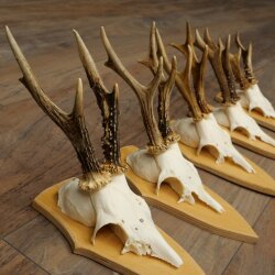 Rehgeweihe 5 Stück Rehböcke Reh Bock Geweihe Set auf Trophäenschilder 21.502
