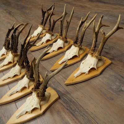 10 Roe Deer Antlers—Older Male Roe Deer Antler Set on Trophy Plaques 21.503