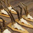 10 Roe Deer Antlers—Older Male Roe Deer Antler Set on Trophy Plaques 21.503