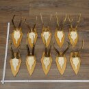 10 Roe Deer Antlers—Older Male Roe Deer Antler Set...