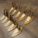 10 Roe Deer Antlers—Older Male Roe Deer Antler Set on Trophy Plaques 21.503
