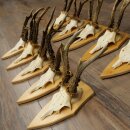 10 Roe Deer Antlers—Older Male Roe Deer Antler Set on Trophy Plaques 21.503
