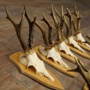 10 Roe Deer Antlers—Older Male Roe Deer Antler Set on Trophy Plaques 21.503
