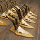 10 Roe Deer Antlers—Older Male Roe Deer Antler Set on Trophy Plaques 21.503