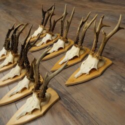 10 Roe Deer Antlers—Older Male Roe Deer Antler Set on Trophy Plaques 21.503