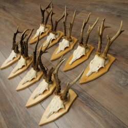 10 Roe Deer Antlers—Older Male Roe Deer Antler Set on Trophy Plaques 21.503