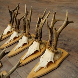10 Roe Deer Antlers—Older Male Roe Deer Antler Set on Trophy Plaques 21.503