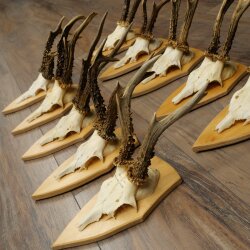 10 Roe Deer Antlers—Older Male Roe Deer Antler Set on Trophy Plaques 21.503