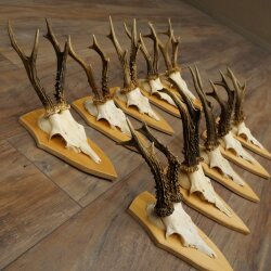 10 Roe Deer Antlers—Older Male Roe Deer Antler Set on Trophy Plaques 21.503